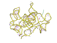 &nbsp;Structure d'un intron autocatalytique de groupe I