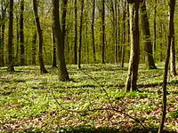 Forêt dans le parc.