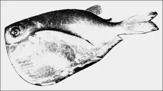 Thoracocharax stellatus