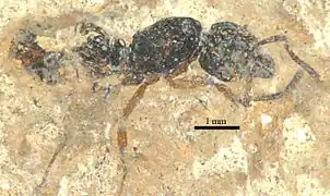 Holotype P. parvula.