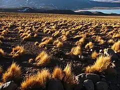 Végétation de stipa ichu et la laguna Verde en fond