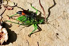 Femelle Palmodes occitanus traînant une Éphippigère.