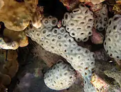 Zoanthide « Anémone cuir encroûtante » (Palythoa tuberculosa)