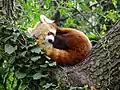 Ailurus fulgens