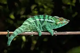 Furcifer pardalis