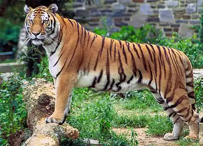 Tigre (Panthera tigris)