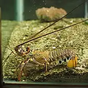 Panulirus brunneiflagellum