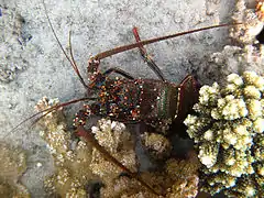 Langouste fourchette (Panulirus penicillatus)