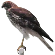 Le Papangue, seul rapace endémique  de l'île de La Réunion