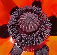 Nombreuses étamines entourant l’ovaire avec stigmates rayonnants