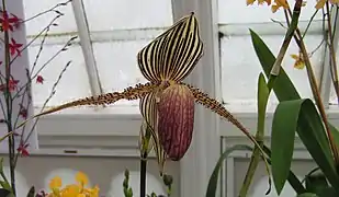 Paphiopedilum rothschildianum.