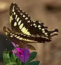 Papilio constantinus se nourrissant de nectar