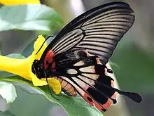 Papilio memnon f. alcanor femelle, ailes repliées