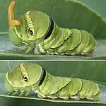 chenille de Papilio xuthus sortant son osmeterium