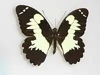 Papilio euchenor, avers