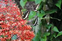 Papilio demolion en vol
