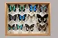 Musée Requien, Avignon, collection Luault, Papilionidae, région Océanie