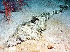 Papilloculiceps longiceps.