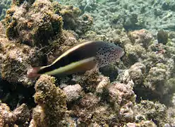 Paracirrhites forsteri