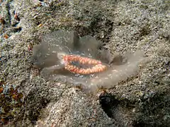 Paraplanocera sp. 1, avec ses œufs.