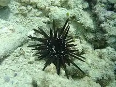 Parasalenia gratiosa