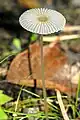 champignon au chapeau en ombrelle portée par un pied grêle