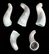 Parastrophia cornucopiae