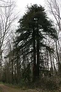 2e&nbsp;séquoia sur l'emprise de l'ancien centre hospitalier Marc Jacquet .