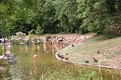 Flamants roses et oiseaux aquatiques en 2006.