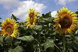 Tournesol.