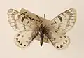 Parnassius hannyngtoni