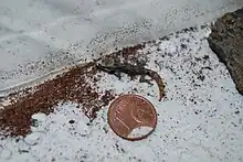  Paroedura androyensis juvenile