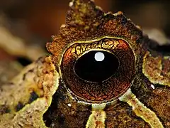 D'un oeil de Proceratophrys boiei, du Parque Estadual Carlos Botelho&nbsp;(pt) au Brésil. Novembre 2009.