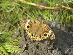 Juniona evarete (Parc national Aguaro-Guriquito, Guárico, Venezuela)