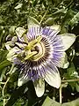 Passiflore (Passiflora caerulea, Malpighiales, Passifloraceae)