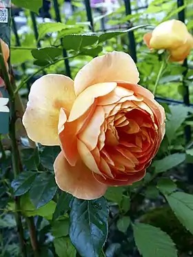 Image illustrative de l’article Pat Austin