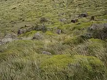 Étendue de Mulinum spinosum associé à d'autres plantes xérophiles de la région.