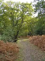 Allée gravillonnée en sous-bois