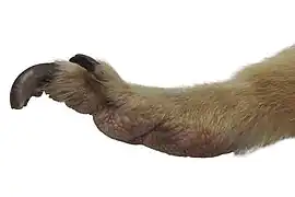 Patte arrière, vue de profil.