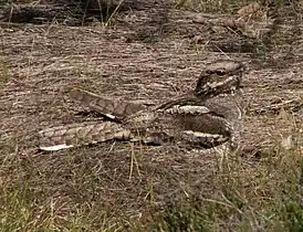 Engoulevent d'Europe(Caprimulgus europaeus)