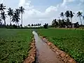 Rigole d'irrigation dans une plantation d'arachide, Tamil Nadu, 2016.