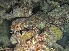 Spécimen des Maldives.