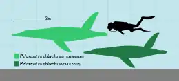 Diagramme comparant la taille des spécimens aux squelettes montés du musée d'histoire naturelle de Londres (en vert foncé) et de l’Institut für Geowissenschaften (en vert clair) à un plongeur.