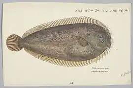 Peltorhamphus novaezeelandiae.