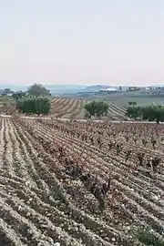 La photographie en couleur montre une vigne labourée en hiver. Les rangs de vigne larde permettent le travail du sol. En arrière-plan, des oliviers poussent le long du chemin au-delà duquel pousse une autre parcelle de vigne. Tout au fond, une colline aussi plantée en vigne porte un bâtiment long et bas, probablement un chai de vinification.