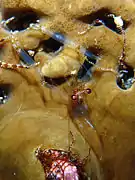 Cuapetes sp. (peut-être C. elegans ?)?