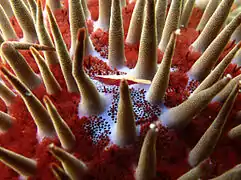 une minuscule crevette rouge et blanche entre les piquants d'une Acanthaster