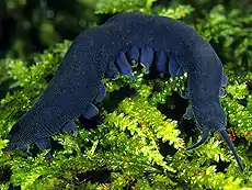 Peripatoides indigo (en).