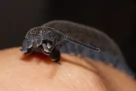 Tête de Peripatoides novaezealandiae (en).