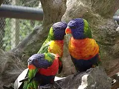 Loriquets à tête bleue.